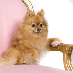 Can your pet inherit your wealth?