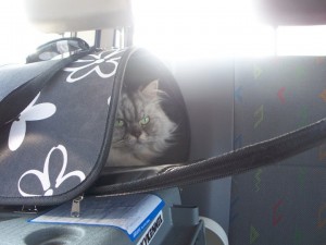 Crystal cat in her travelling bag