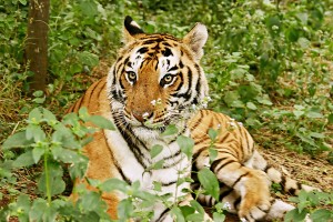 Royal-Bengal-Tiger-India-